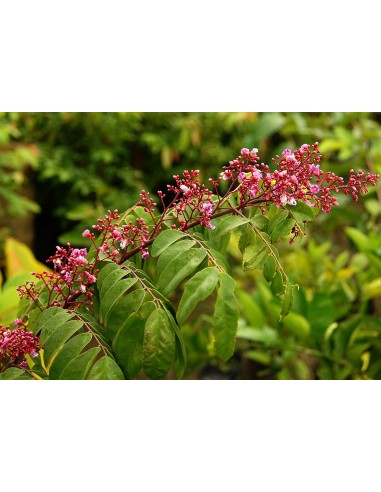 1 Arbol de Carambola - Star fruit (Averrhoa carambola) Arbol exotico asiatico frutalex exoticos e Importados.