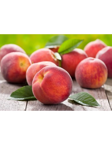 Spanish melocoton peach - GRAFTED TREE RARE NURSERY FRUITS
