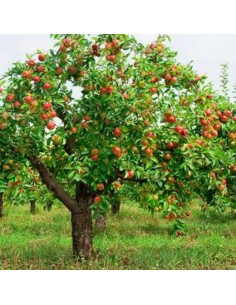1 Arbolito de Durazno melocoton (Gigante) Autentico durazno grande para conservas - Para sembrar 2