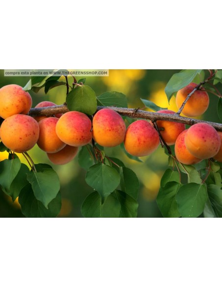 1 Arbolito de Chabacano (Prunus armeniaca) Albaricoque, damasco, albergero, Apricot Comprar arbles frutales mexico