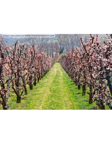 Armenian plum - Apricot Live graft tree (Prunus armeniaca) order here - Best trees on google