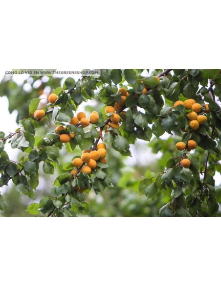 1 Arbolito de Chabacano (Prunus armeniaca) Albaricoque, damasco, albergero, Apricot Comprar arbles frutales mexico