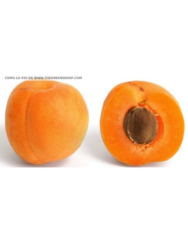 1 Arbolito de Chabacano (Prunus armeniaca) Albaricoque, damasco, albergero, Apricot Comprar arbles frutales mexico