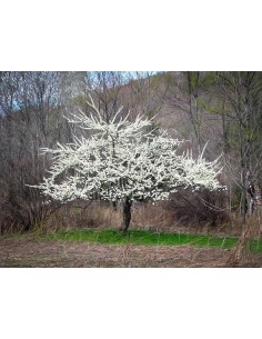 1 Arbolito de Ciruela Santa rosa (Prunus domestica) Ciruela grande y dulce, roja arboles injertados para sembrar - compra 2