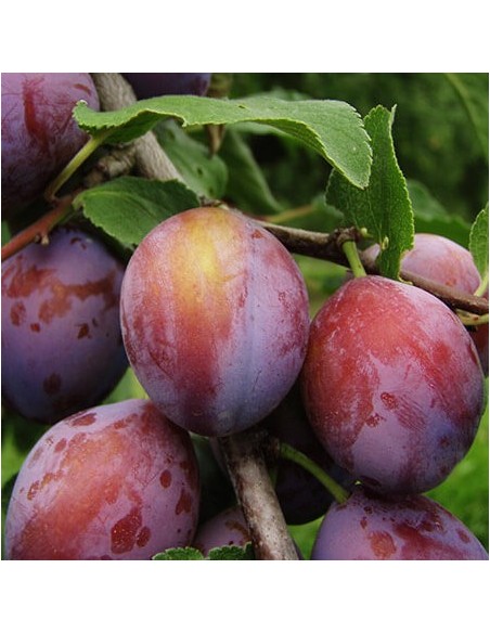 1 Arbolito de Ciruela Santa rosa (Prunus domestica) Ciruela grande y dulce, roja arboles injertados para sembrar - compra