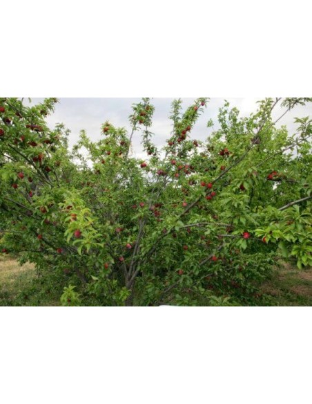 1 Arbolito de Ciruela Santa rosa (Prunus domestica) Ciruela grande y dulce, roja arboles injertados para sembrar - compra