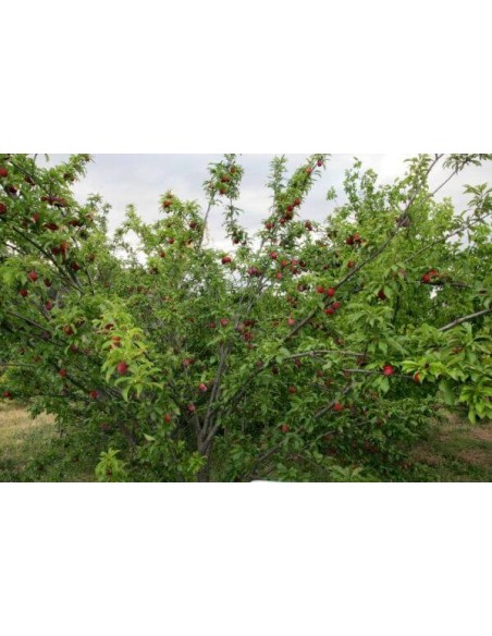 Santa rosa Plum (prunus salicina) grafted tree - Buy rare fruits from south america and USA international orders accepted Santa rosa Plum (prunus salicina) grafted tree - Buy rare fruits from south america and USA international orders accepted