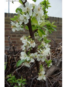1 Arbolito de Ciruela amarilla (Prunus salicina) ''Golden'' rara ciruela para sembrar en casa 2