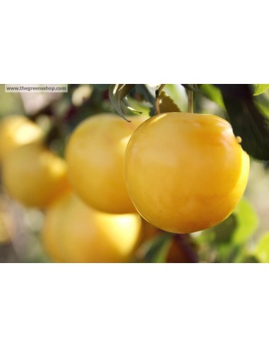 Golden Plum (Mexican cultivar) Prunus salicina rare Fruits , buy online rare plants