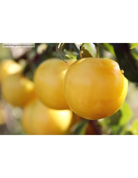 Golden Plum (Mexican cultivar) Prunus salicina rare Fruits , buy online rare plants Golden Plum (Mexican cultivar) Prunus salicina rare Fruits , buy online rare plants