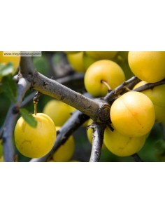 1 Arbolito de Ciruela amarilla (Prunus salicina) ''Golden'' rara ciruela para sembrar en casa