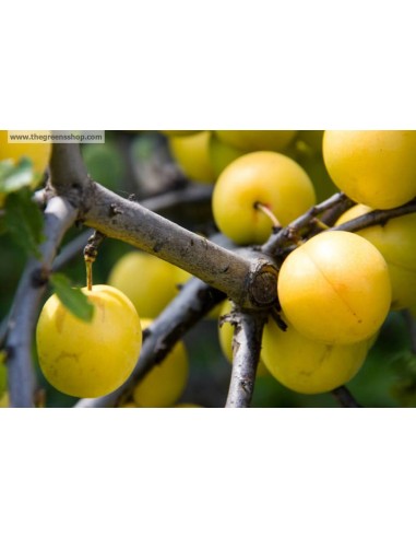 1 Arbolito de Ciruela amarilla (Prunus salicina) ''Golden'' rara ciruela para sembrar en casa