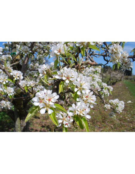 1 Live plant - D'anjou pear tree Pyrus communis for sale in mexico