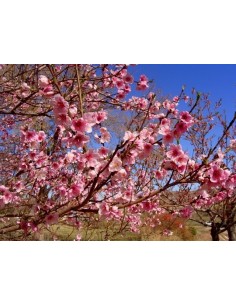 Nectarina roja o Durazno pelon (Prunus domestia) 1 Arbolito en venta de Vivero en Mexico frutal raro 2
