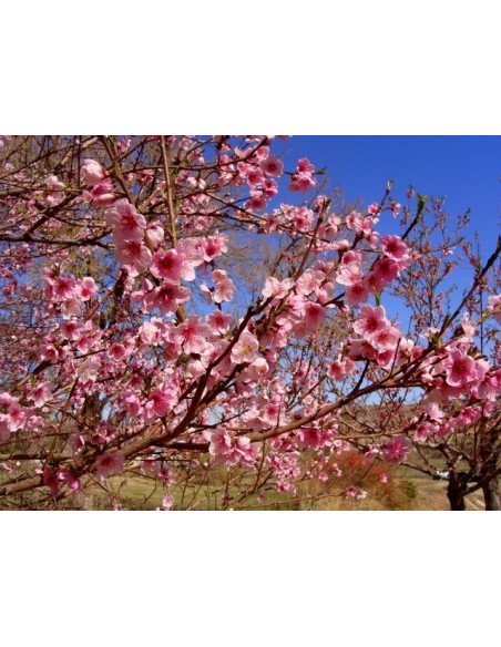 Nectarine sweet Green TM (Prunus persica) RARE PEACH TREES OVER THE WORLD
