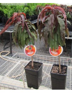 Dwarf Sunset™ Nectarine Purple leaved very strange (prunus persia) grafted trees for sale at the green shop co.