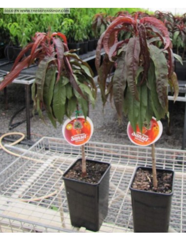 Dwarf Sunset™ Nectarine Purple leaved very strange (prunus persia) grafted trees for sale at the green shop co.