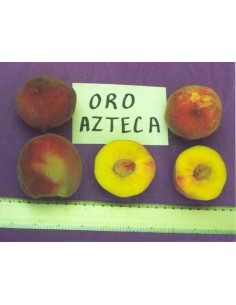 1 Arbol de Durazno Oro azteca (Prunus persica) Durazno Mexicano autoctono, Injerto