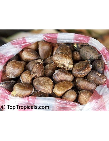 1 Arbol de Castaña tropical - Artocarpus camansi - Venta de Frutas raras y gran cantidad de Plantas exoticas.