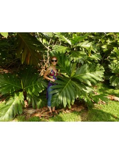 1 Arbol de Castaña tropical - Artocarpus camansi - Venta de Frutas raras y gran cantidad de Plantas exoticas. 2
