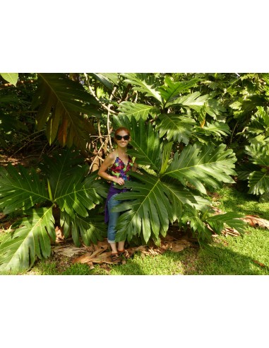 1 Arbol de Castaña tropical - Artocarpus camansi - Venta de Frutas raras y gran cantidad de Plantas exoticas.