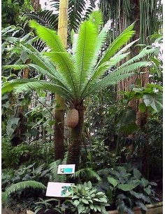 Giant dioon - Gum palm (Dioon spinulosum) Rare cycad for sale