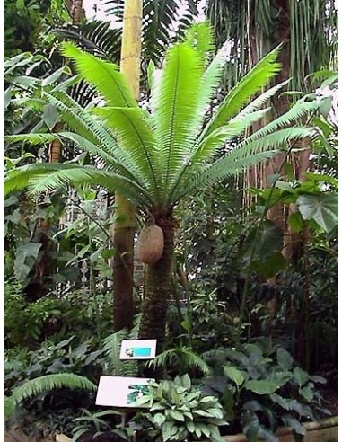 Dioon spinulosum (Coyolito de cerro) Cycada endemica de Veracruz y Oaxaca a la venta online - UMA VIVERO