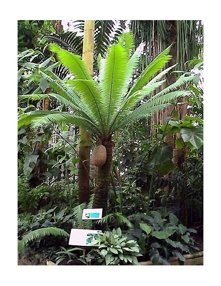 Giant dioon - Gum palm (Dioon spinulosum) Rare cycad for sale