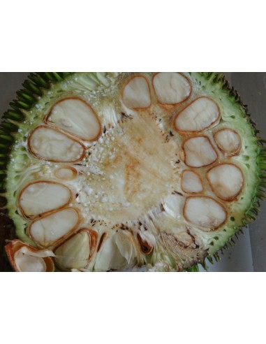 1 Artocarpus camansi live tree - Bread fruit tree chesnut tropical exotic rare tree