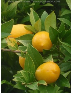 Tavares Limequat (X Citrofortunella sp.) 1 Arbolito en Venta solo en THE GREENSS SHOP VIVERO ONLINE, Frutales y mucho mas.