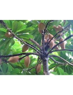 1 Pouteria sapota tree - Mamey fruit Mexican jungles. Pouteria zapota live plants 2