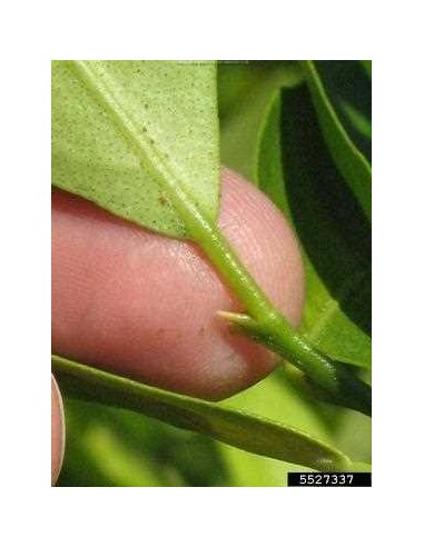 Tavares Limequat (X Citrofortunella sp.) 1 Arbolito en Venta solo en THE GREENSS SHOP VIVERO ONLINE, Frutales y mucho mas.