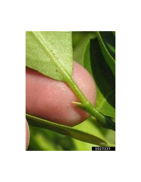 Tavares Limequat (X Citrofortunella sp.) 1 Arbolito en Venta solo en THE GREENSS SHOP VIVERO ONLINE, Frutales y mucho mas.