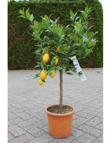 Tavares Limequat (X Citrofortunella sp) 2 YEAR GRAFT UNIQUE TREE - Rare tree nnurserie from Mexico.