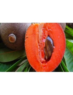 1 Arbol de Mamey rojo - Pouteria sapota - Las frutas mas raras del Mundo de Venta aqui.