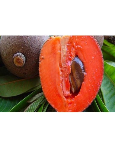 1 Pouteria sapota tree - Mamey fruit Mexican jungles. Pouteria zapota live plants