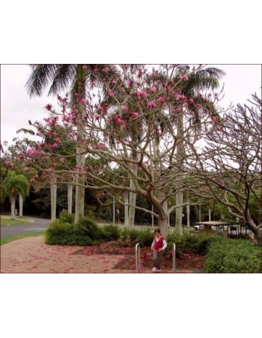 Pink shaving brush tree (Pseudobombax ellipticum) RARE ENDEMIC TREES FROM SOUTHAMERICA & MEXICO BUY RARE SUCULENT