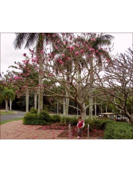 Pink shaving brush tree (Pseudobombax ellipticum) RARE ENDEMIC TREES FROM SOUTHAMERICA & MEXICO BUY RARE SUCULENT Pink shaving brush tree (Pseudobombax ellipticum) RARE ENDEMIC TREES FROM SOUTHAMERICA & MEXICO BUY RARE SUCULENT