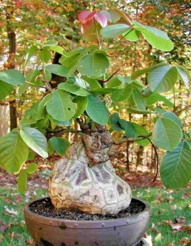 Pink shaving brush tree (Pseudobombax ellipticum) RARE ENDEMIC TREES FROM SOUTHAMERICA & MEXICO BUY RARE SUCULENT
