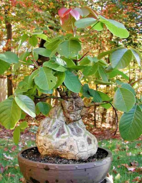 Pink shaving brush tree (Pseudobombax ellipticum) RARE ENDEMIC TREES FROM SOUTHAMERICA & MEXICO BUY RARE SUCULENT Pink shaving brush tree (Pseudobombax ellipticum) RARE ENDEMIC TREES FROM SOUTHAMERICA & MEXICO BUY RARE SUCULENT