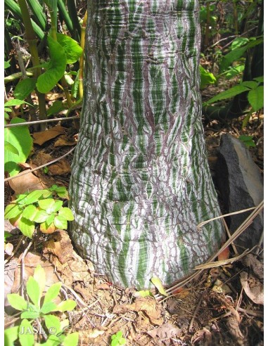 Lele (Pseudobombax ellipticum) 1 Arbolito - Venta de Arboles con caudex impresionantes - Suculentas y cactaceas VIVERO ONLINE