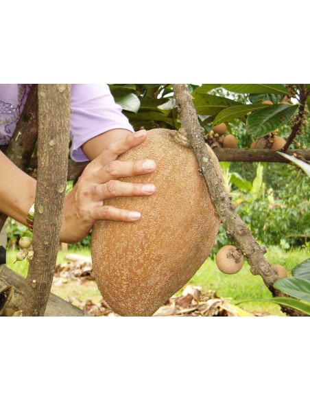 1 Pouteria sapota tree - Mamey fruit Mexican jungles. Pouteria zapota live plants