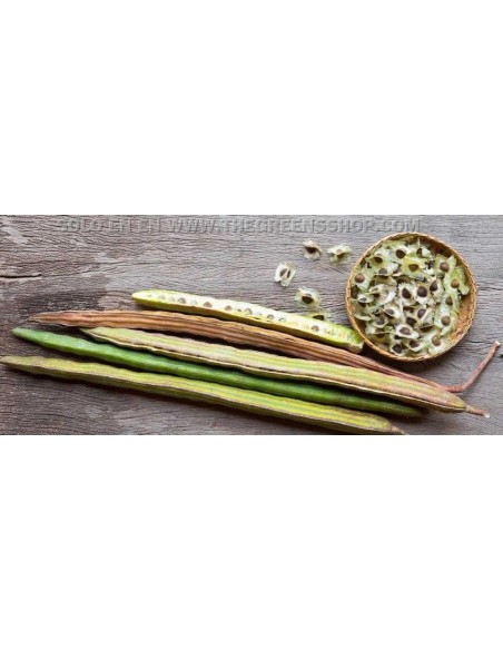1 Arbolito de Moringa (Moringa oleifera) Mornga, ben, arbol medicinal en Venta, compra plantas aqui