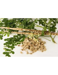 1 Arbolito de Moringa (Moringa oleifera) Mornga, ben, arbol medicinal en Venta, compra plantas aqui