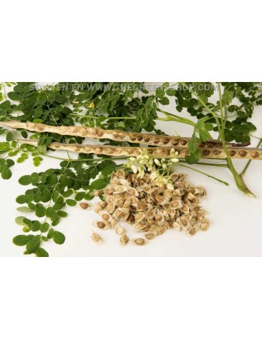 1 Arbolito de Moringa (Moringa oleifera) Mornga, ben, arbol medicinal en Venta, compra plantas aqui