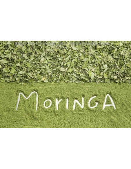 1 Arbolito de Moringa (Moringa oleifera) Mornga, ben, arbol medicinal en Venta, compra plantas aqui