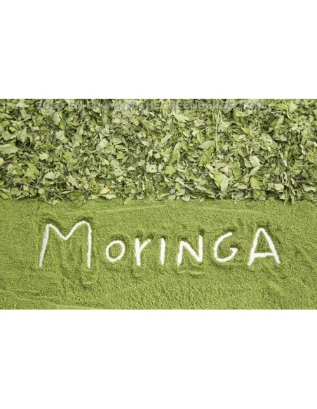 Drumstick tree / horseradish (MORINGA OLEIFERA) Plants for sale - Cheap rare plants