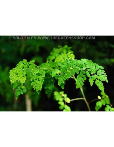 1 Arbolito de Moringa (Moringa oleifera) Mornga, ben, arbol medicinal en Venta, compra plantas aqui