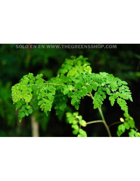 Drumstick tree / horseradish (MORINGA OLEIFERA) Plants for sale - Cheap rare plants