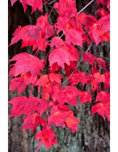 Arce rojo americano (Acer rubrum) arce canadiense - venta de arbolitos verdaderos compra online 2